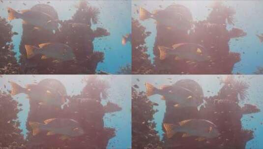 鱼在珊瑚礁游泳高清在线视频素材下载