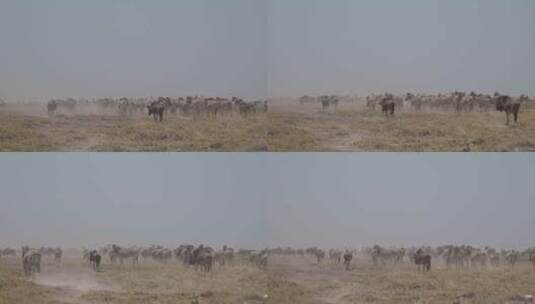 斑马和角马穿过纳米比亚沙漠的平原高清在线视频素材下载