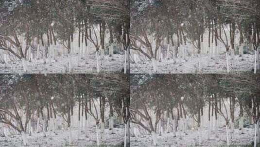 4K北方冬天雪中公园里的树木拍视频高清在线视频素材下载