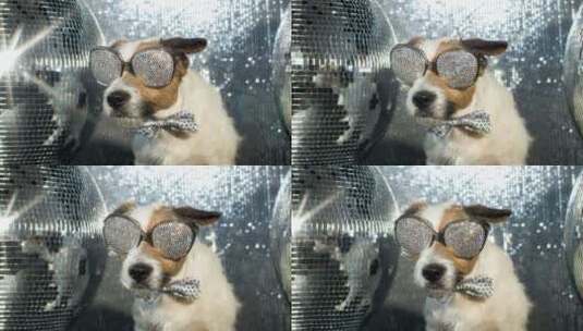 戴墨镜和蝴蝶结的狗狗高清在线视频素材下载