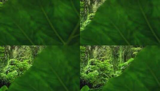 热带雨林景观高清在线视频素材下载