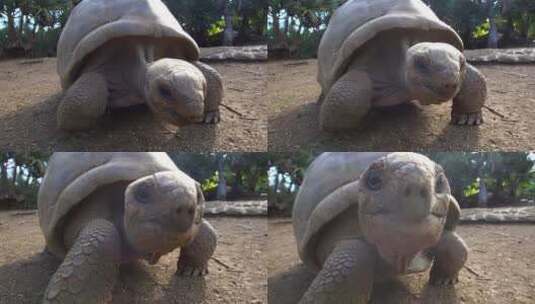 巨大的阿尔达布拉象龟往前爬行高清在线视频素材下载