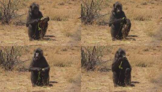 狒狒坐在田野里吃芹菜高清在线视频素材下载