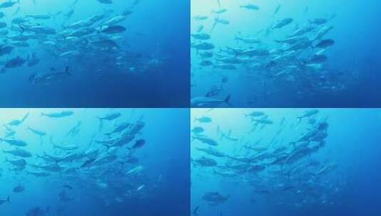 海里游动的鱼群高清在线视频素材下载