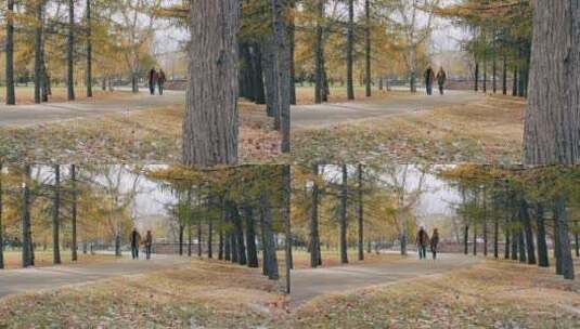 情侣在公园散步高清在线视频素材下载