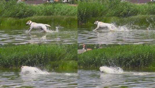 狗狗在水里奔跑高清在线视频素材下载