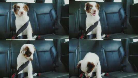 小狗狗乖巧的系着安全带坐在汽车后座上高清在线视频素材下载