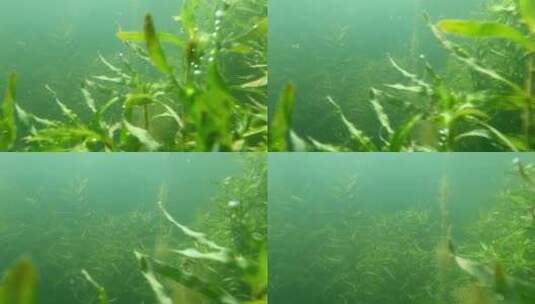 水下摄影水草水生态高清在线视频素材下载