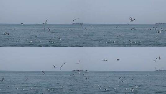 海上成群飞翔的海鸥高清在线视频素材下载