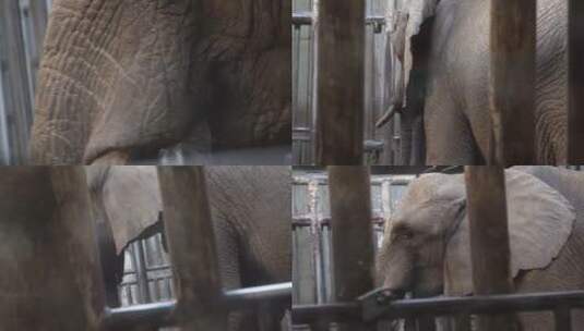 【镜头合集】关在笼子大象眼睛耳朵象牙高清在线视频素材下载