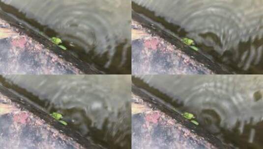 水珠滴落升格拍摄高清在线视频素材下载