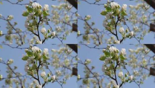 春天梨花盛开微风吹拂春天素材高清在线视频素材下载
