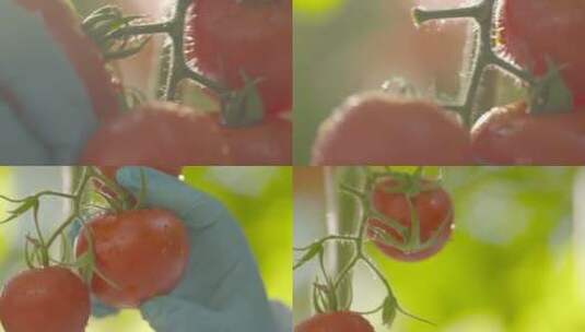 唯美蕃茄采摘农业水果大丰收温室大棚种植高清在线视频素材下载