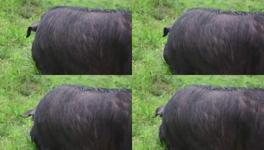 贵州赫章可乐黑猪在草在户外进食高清在线视频素材下载