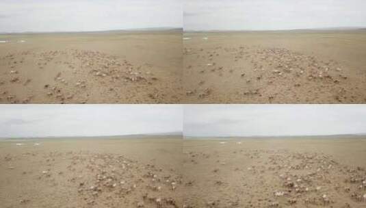 新疆骆驼群航拍高清在线视频素材下载