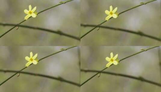 【镜头合集】北京植物园迎春花微距特写高清在线视频素材下载