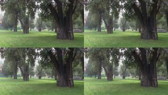 北京景山公园内的草地与古树高清在线视频素材下载