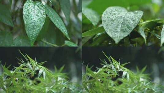 下雨中的竹子竹叶高清在线视频素材下载