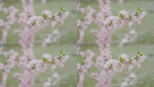 虚化的雪中花背景视频高清在线视频素材下载