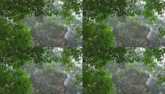 雨中的树林高清在线视频素材下载