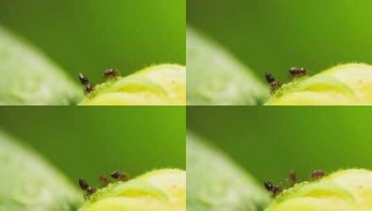 夏天蚂蚁在花蒂上采集露水花蜜高清在线视频素材下载