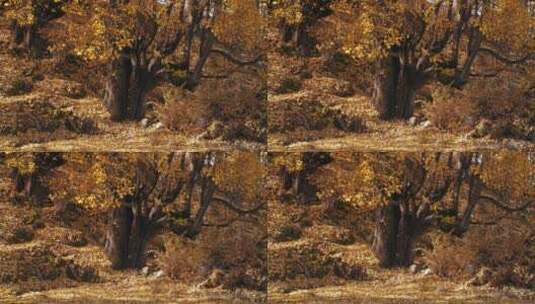 新都桥秋天景色大树金黄色落叶飘逸高清在线视频素材下载