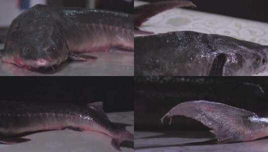 鳇鱼宴之鳇鱼高清在线视频素材下载