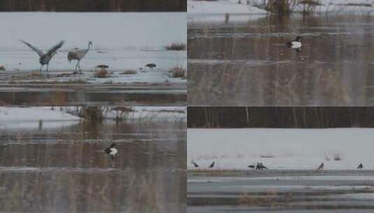 冬季森林湿地丹顶鹤水鸟鸟类高清在线视频素材下载