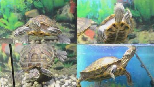宠物店水槽里的海龟高清在线视频素材下载