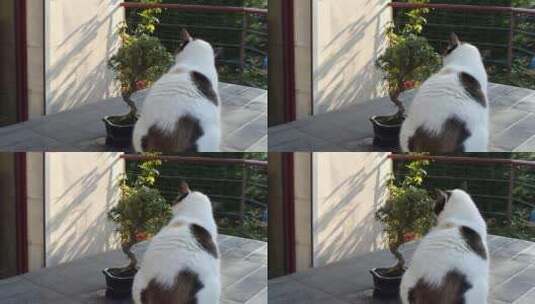 庭院花盆边玩耍的小猫高清在线视频素材下载