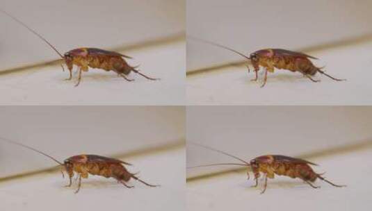 地板上棕色蟑螂的特写镜头高清在线视频素材下载