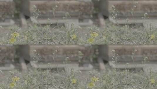 蜜蜂飞舞在花丛中LOG高清在线视频素材下载