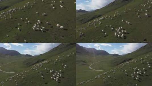 山坡上羊群奔跑高清在线视频素材下载