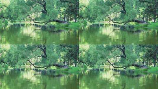 森林池塘树木倒影4K实拍高清在线视频素材下载