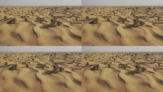 原创 新疆塔克拉玛干沙漠胡杨树航拍风光高清在线视频素材下载