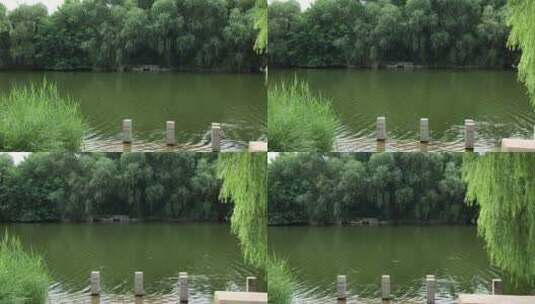 小鸟在碧绿的湖面上飞翔高清在线视频素材下载