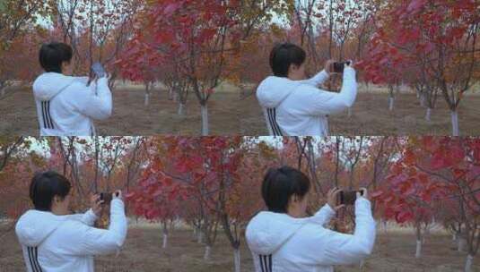 升格实拍秋天游览公园用手机拍摄枫叶的女性高清在线视频素材下载