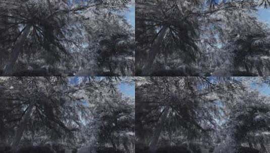树林雪景 单镜头02高清在线视频素材下载