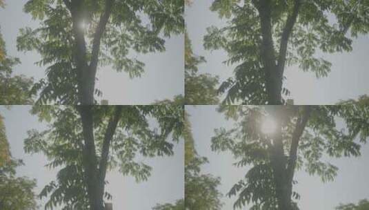 秋天阳光下树木的光影高清在线视频素材下载