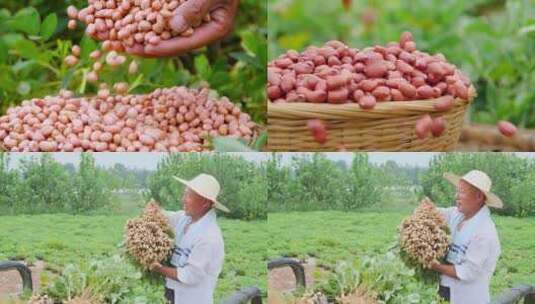 花生种植基地高清在线视频素材下载