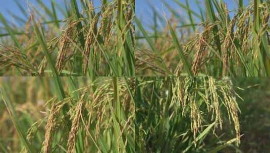 自然写意实拍夏天水稻成熟空镜视频高清在线视频素材下载