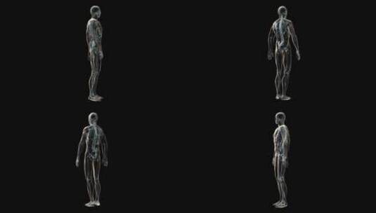 人体和骨骼的3D医学动画高清在线视频素材下载