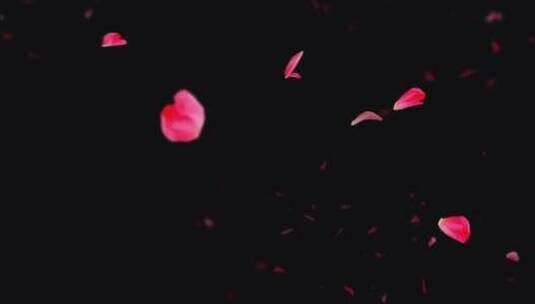 4k婚礼庆典玫瑰花瓣飘落视频素材-Alpha高清在线视频素材下载