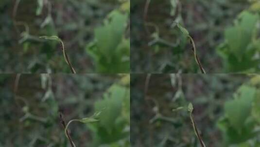 植物生长高清在线视频素材下载