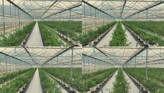 大棚基地农业蓝莓种植温室现代蔬菜科学灌溉高清在线视频素材下载
