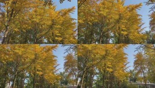 济南泉城公园，银杏树林金黄高清在线视频素材下载