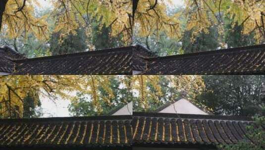 扬州史公祠百年银杏树金黄色落叶高清在线视频素材下载