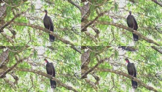 哥斯达黎加森林里的鸟类高清在线视频素材下载