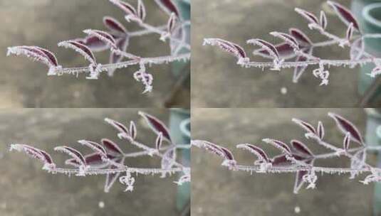 冬天下霜的植物高清在线视频素材下载