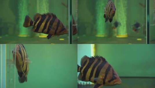 （多镜头）水族热带印尼虎鱼高清在线视频素材下载